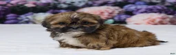 Shih Tzu dogs for sale: Rita - Ad 2
