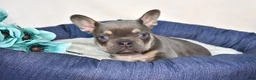 French Bulldog dogs for sale: Denim - Ad 6