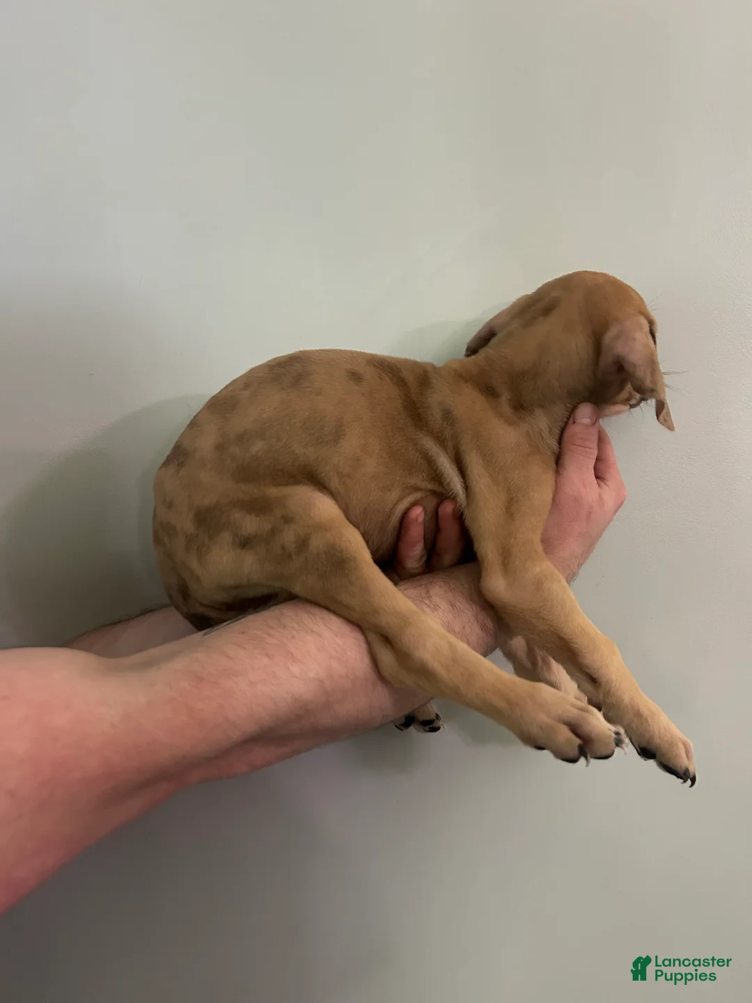 Mixed Breed dogs for sale: Puppy 2 - Ad 2