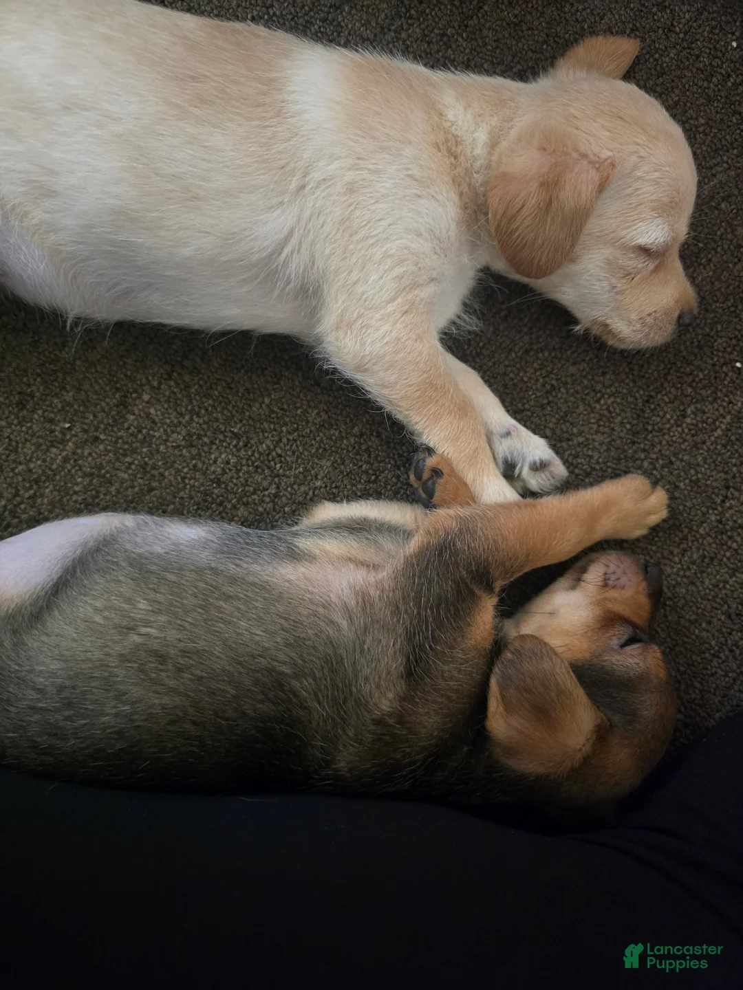 Chipoo dogs for sale: Chipoo 1 girl - Ad 3