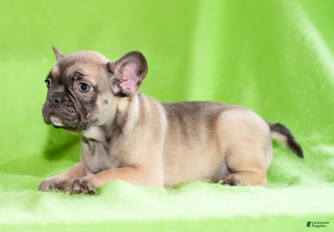 French Bulldog dogs for sale: Cassie - Ad 5