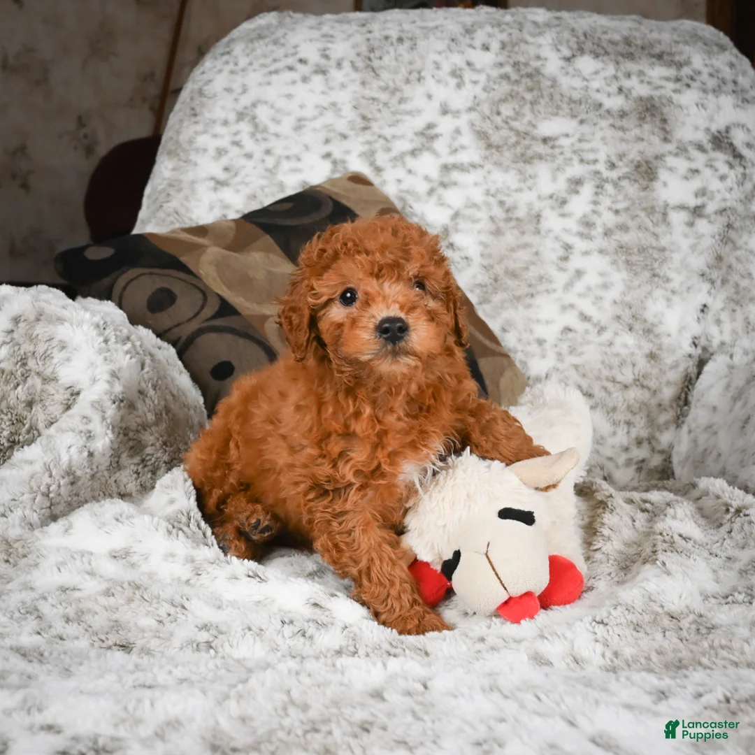 Cavapoo dogs for sale: Carl - Ad 3