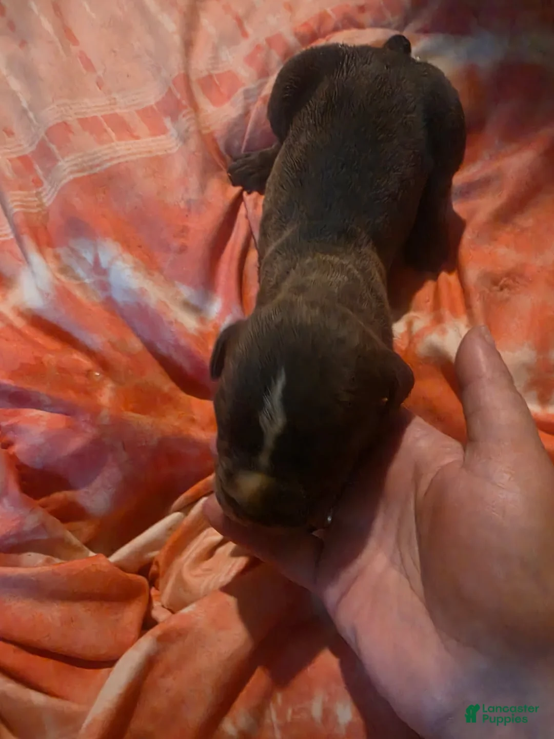 Cane Corso dogs for sale: Gray Brindle Female 2 - Ad 2
