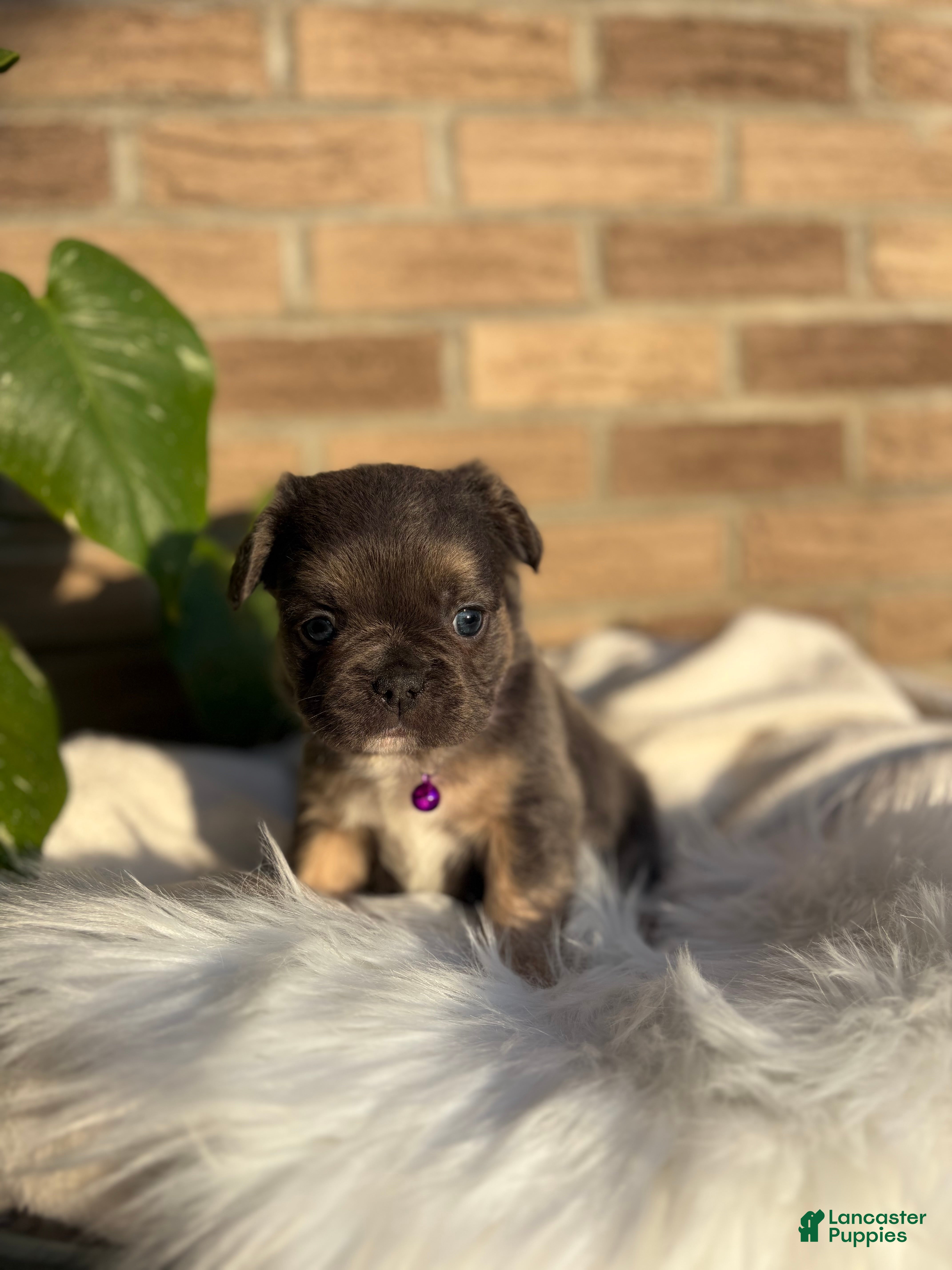 French Bulldog dogs for sale: French Bulldog Puppy 5 - Ad 1