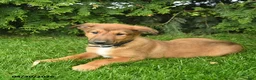Mixed Breed dogs for sale: Eagle  - Ad 3