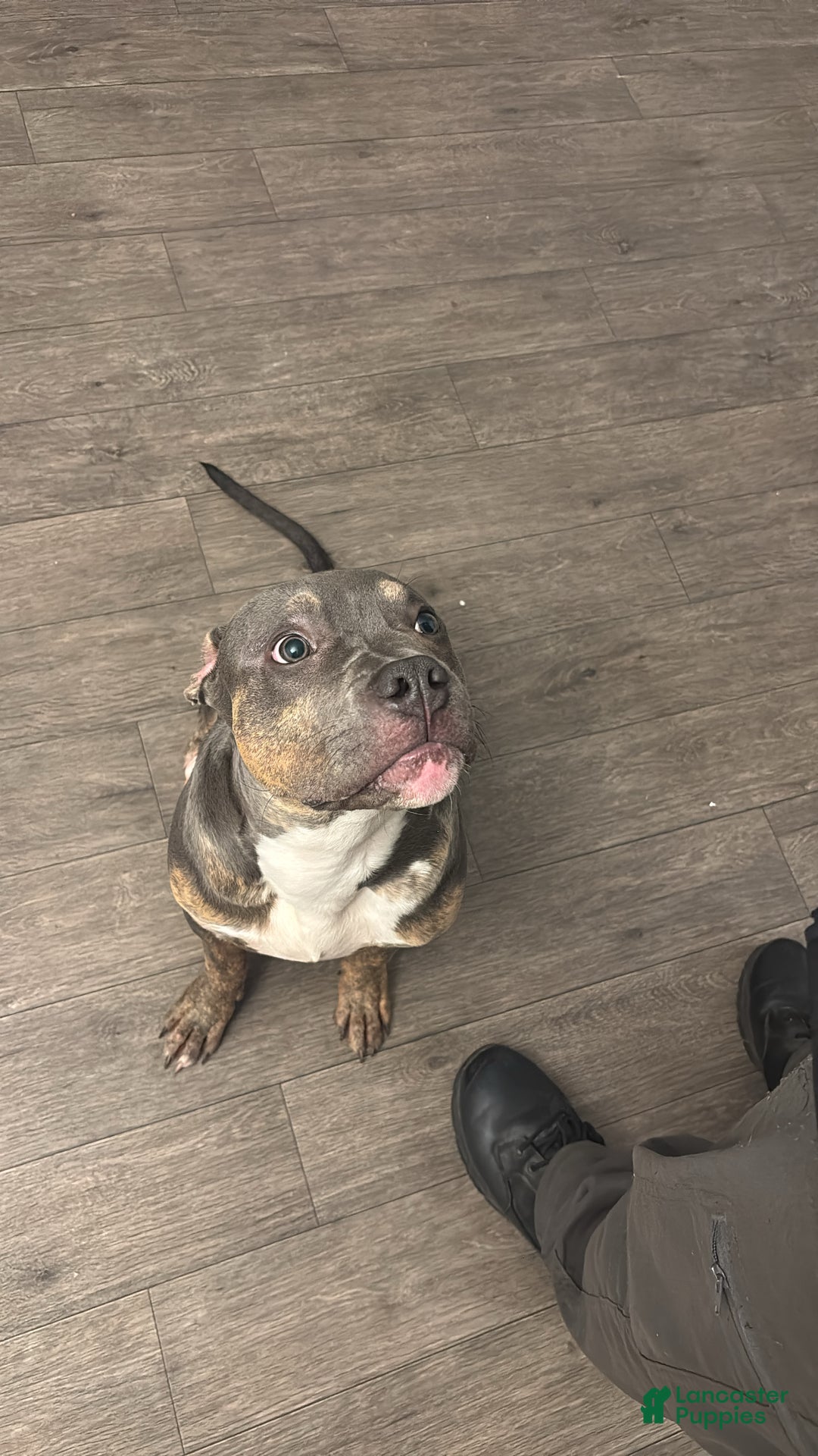 American Bully dogs for sale: American Bully Puppy 1 - Ad 1