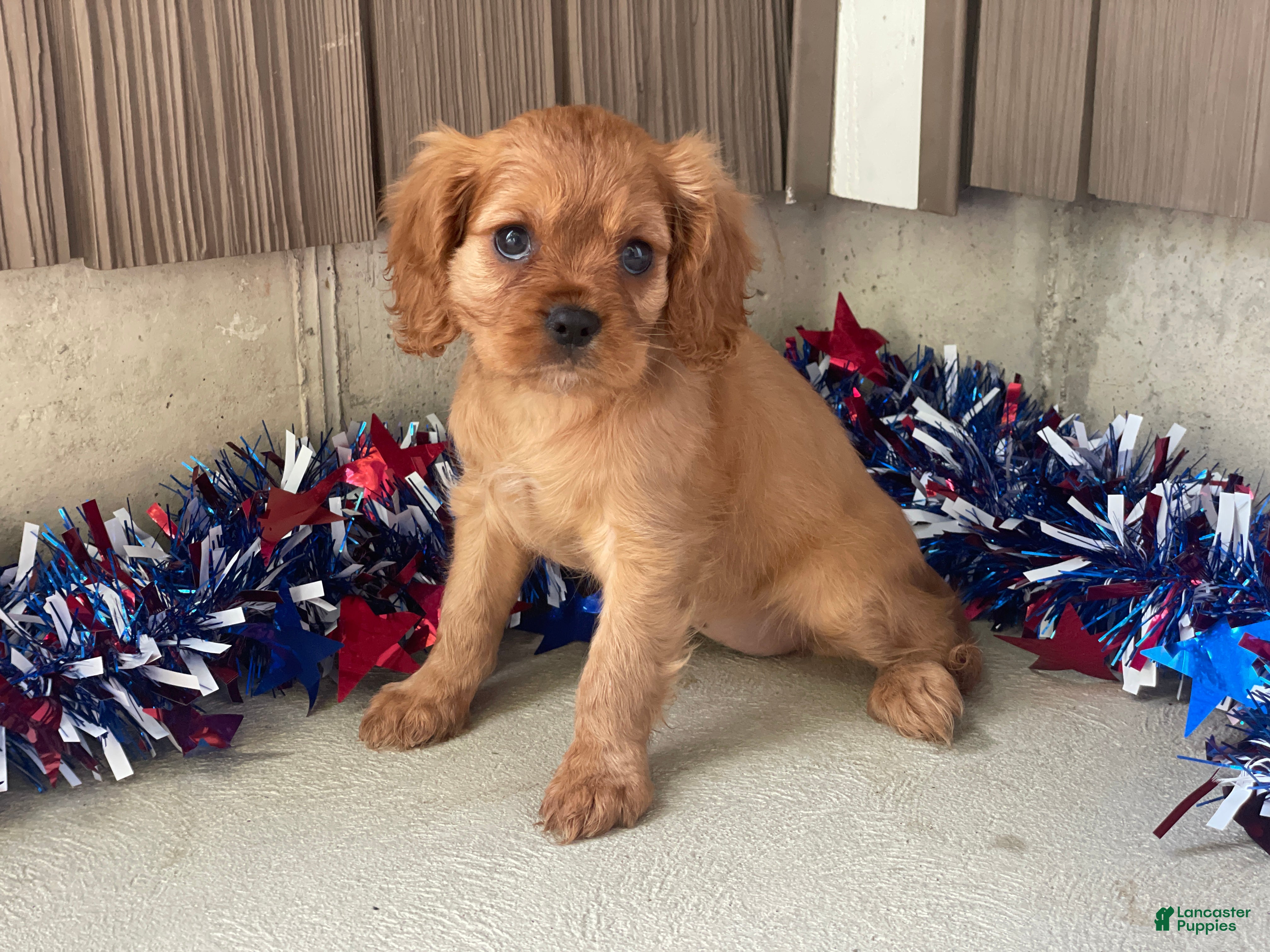 Cavalier King Charles Spaniel dogs Helen Cavalier King Charles Spaniel  - Ad 2