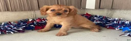 Cavalier King Charles Spaniel dogs for sale: Helen Cavalier King Charles Spaniel  - Ad 2