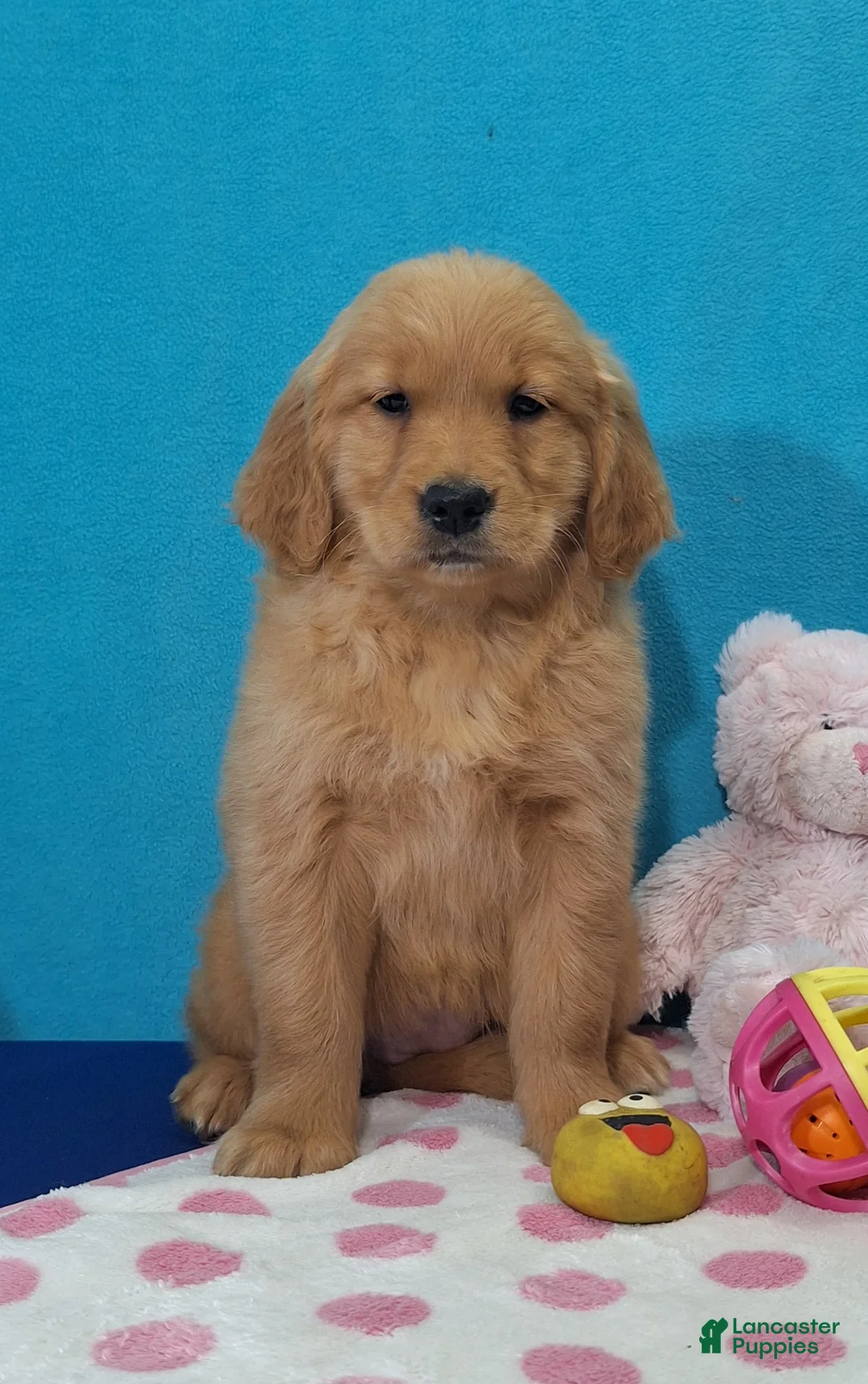 Golden Retriever dogs for sale: Hannah - Ad 2