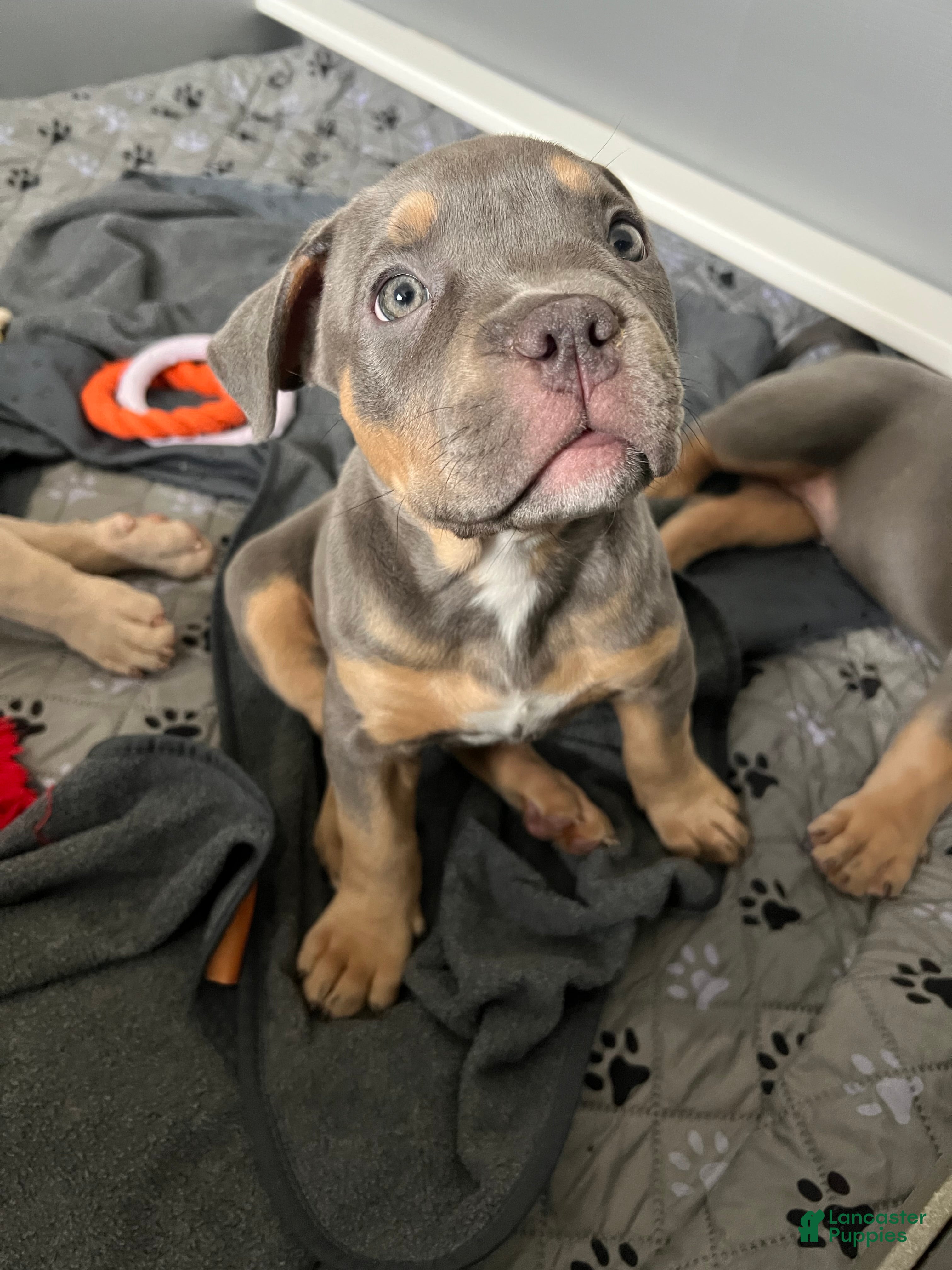 American Bully dogs Hazel - Ad 23