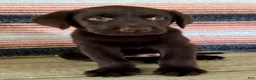 Labrador Retriever dogs for sale: Raptor  - Ad 8