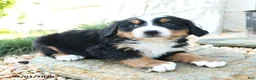 Bernese Mountain Dog dogs for sale: Maya - Ad 3
