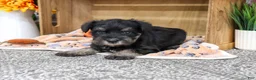 Miniature Schnauzer dogs for sale: Patrick - Ad 5