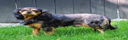 Cavalier King Charles Spaniel dogs for sale: Nova - Ad 5