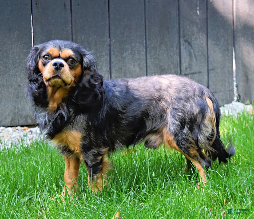 Cavalier King Charles Spaniel dogs for sale: Nova - Ad 5