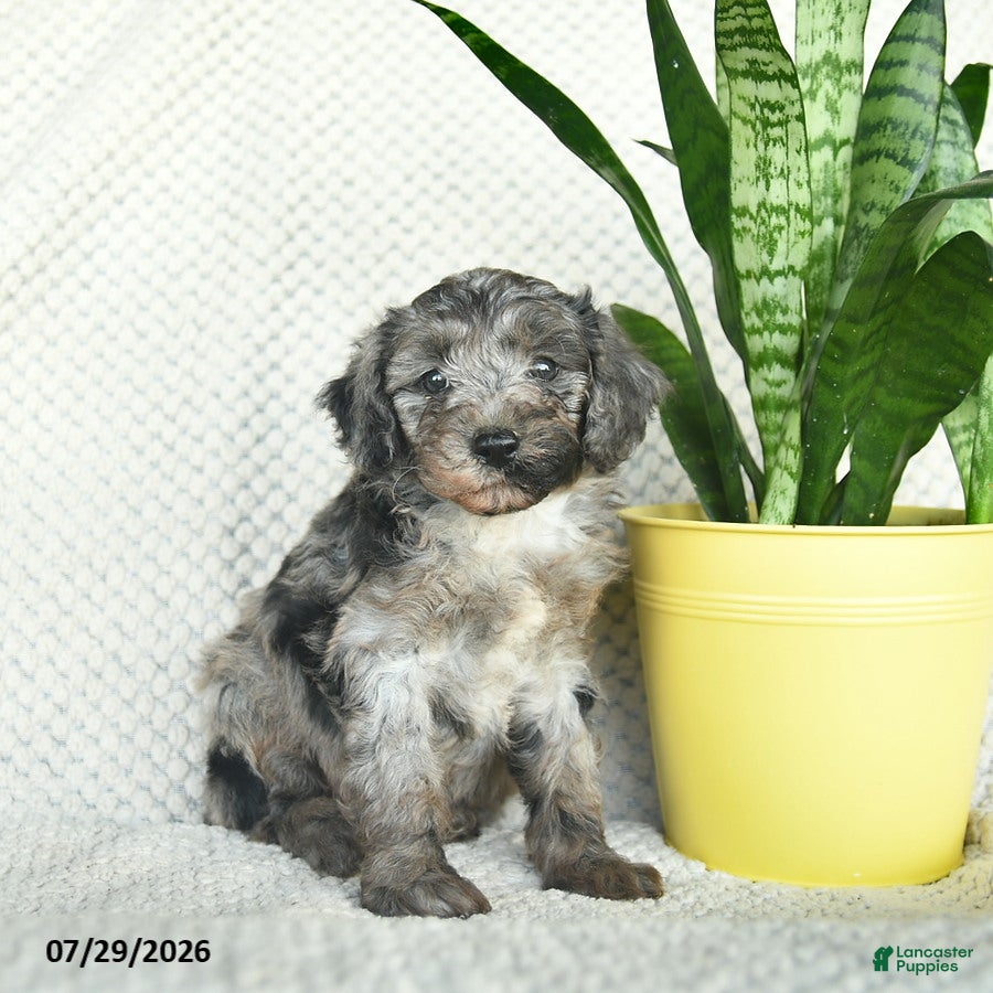Aussiedoodle dogs Whimsy  - Ad 1