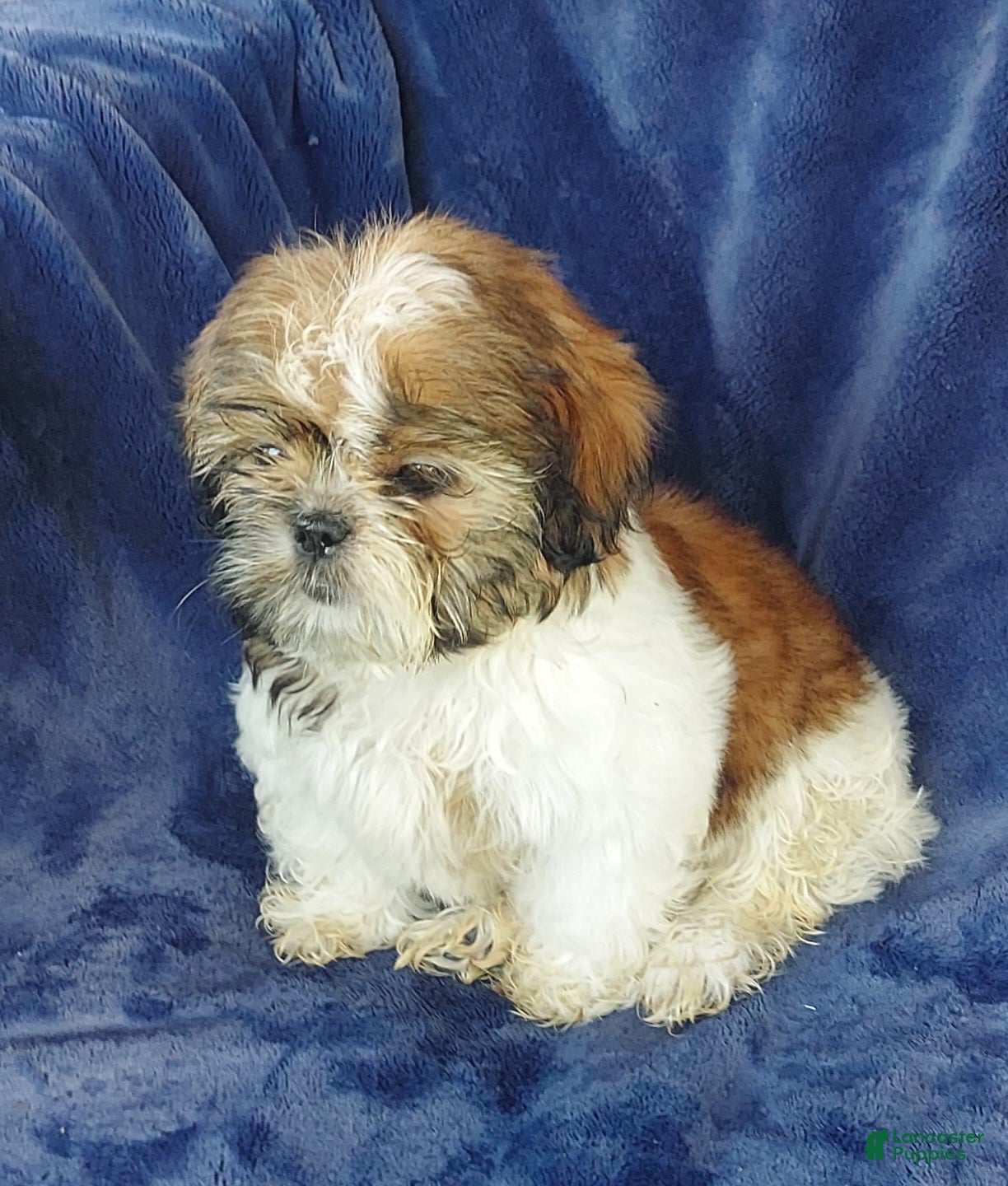 Shih Tzu dogs MOLLY - Ad 2