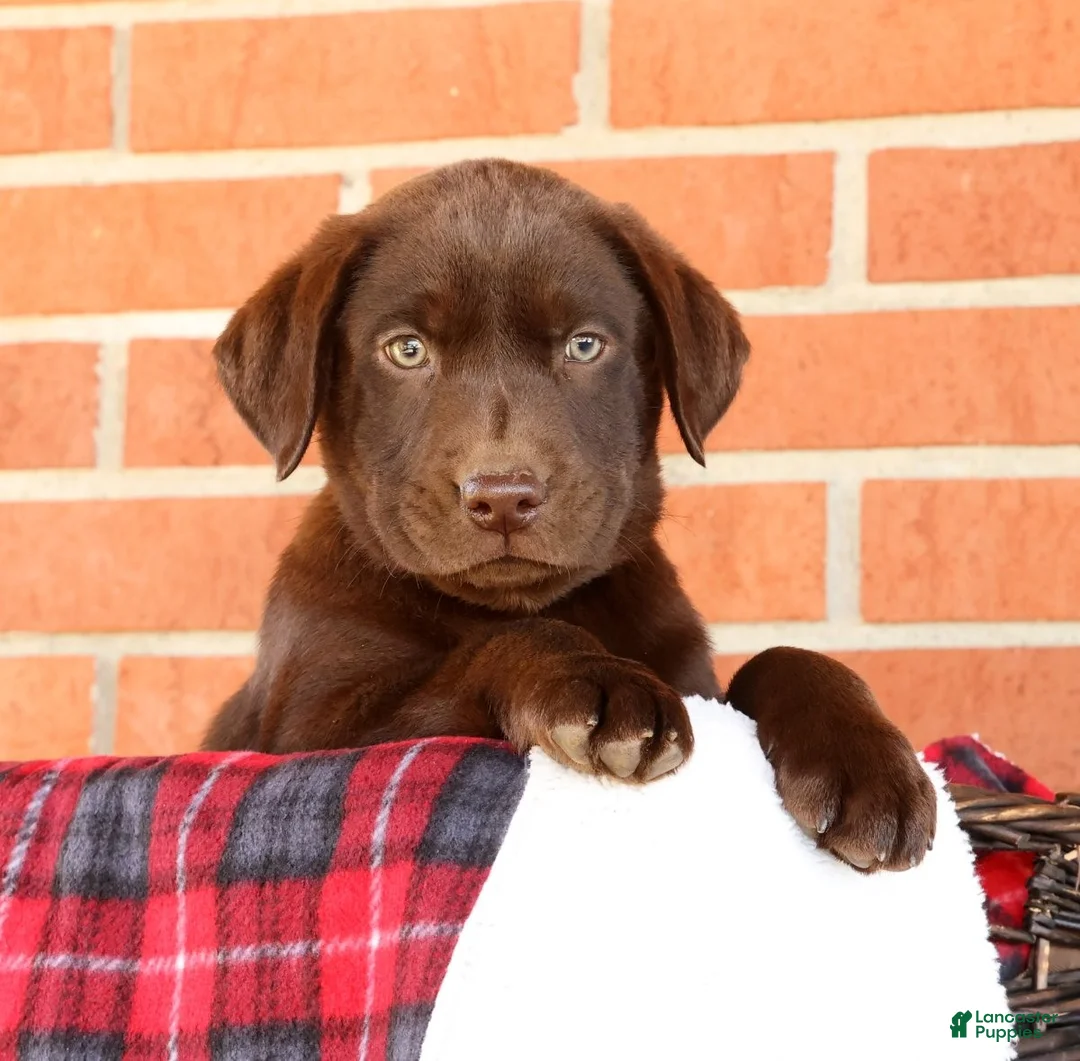 Labrador Retriever dogs for sale: Rusty - Ad 1