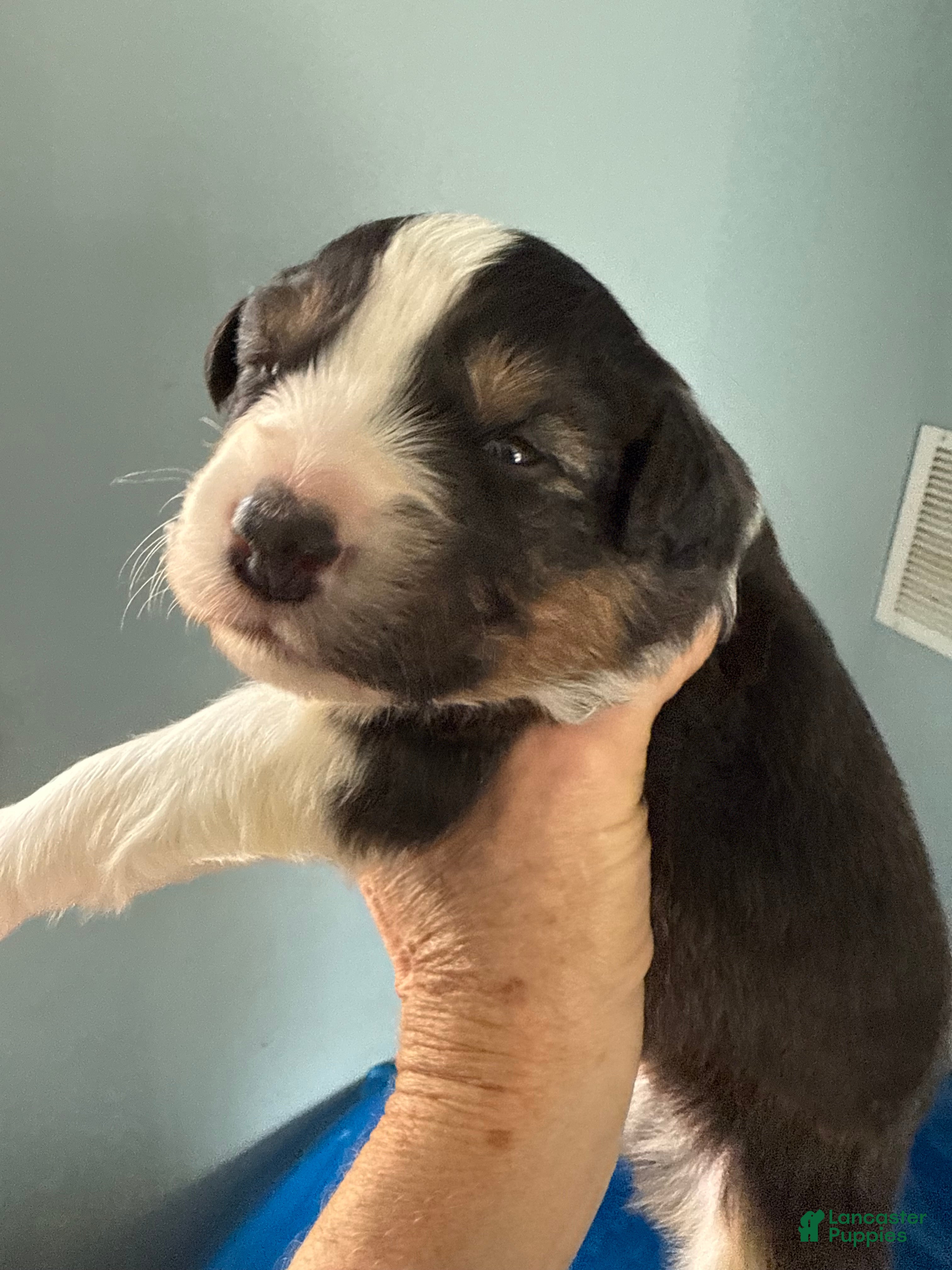 Australian Shepherd dogs Australian Shepherd Puppy 1 - Ad 11