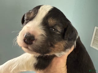 Australian Shepherd dogs Australian Shepherd Puppy 1 - Ad 7