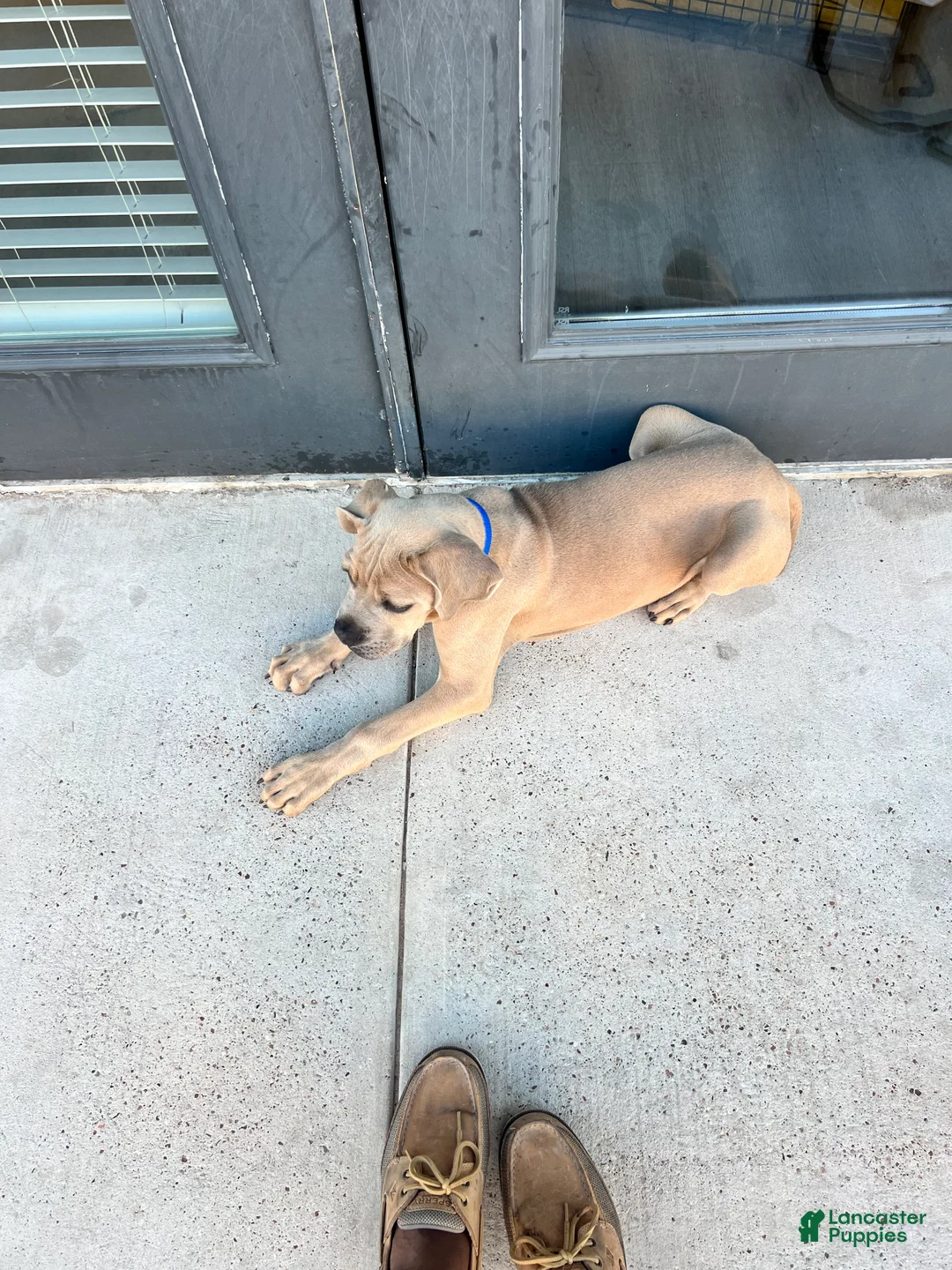 Cane Corso dogs for sale: Cane Corso 1 - Ad 2