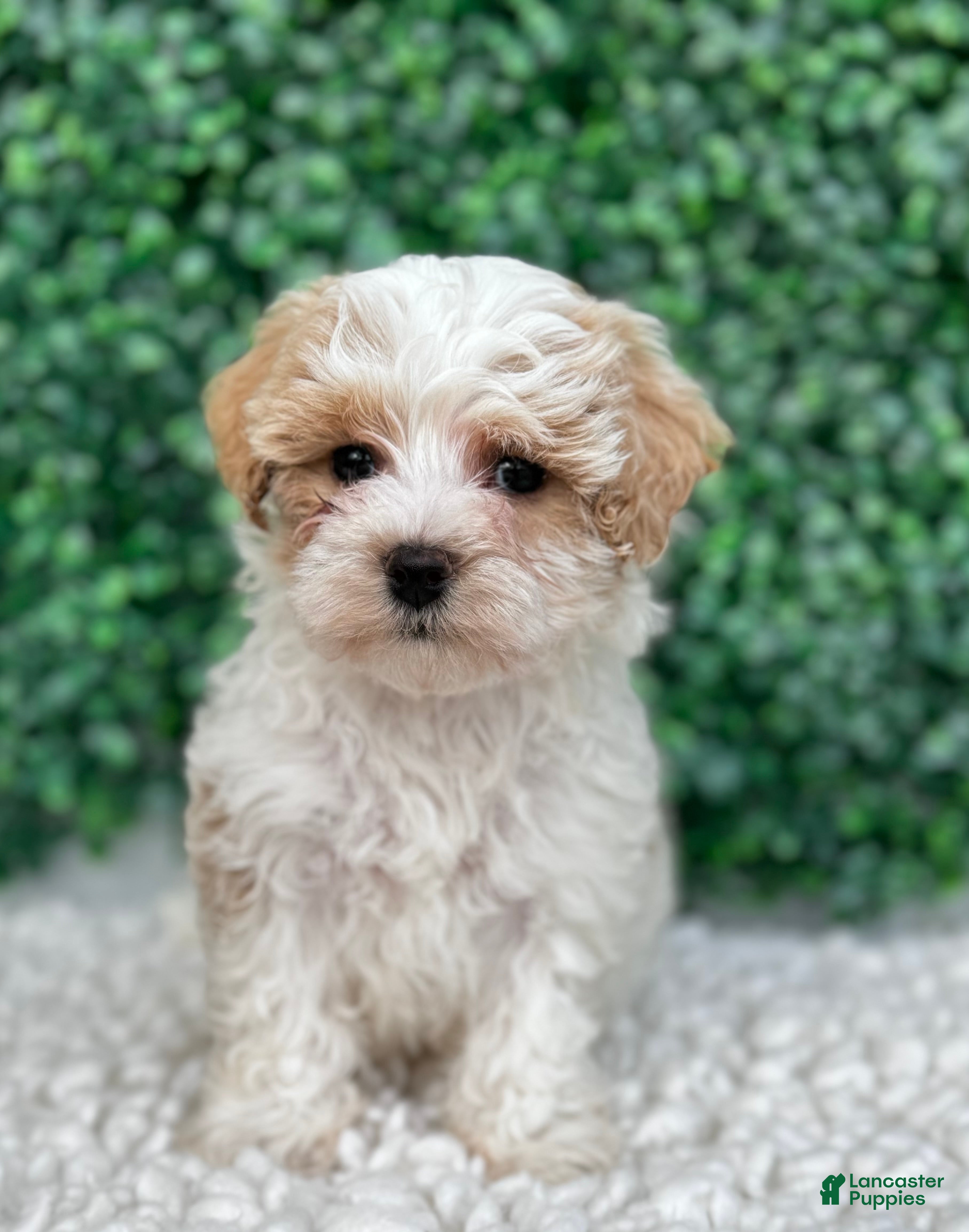 Maltipoo dogs Ollie  - Ad 1