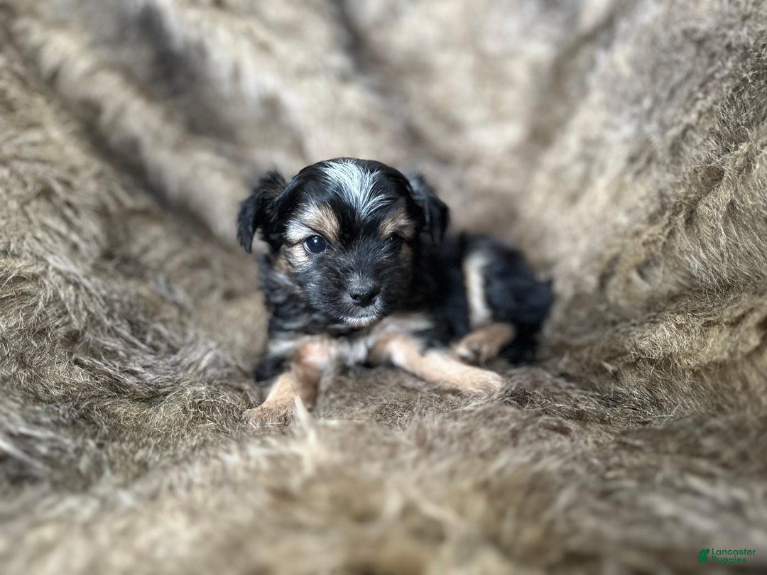 Shorkie dogs for sale: Isabel - Ad 5