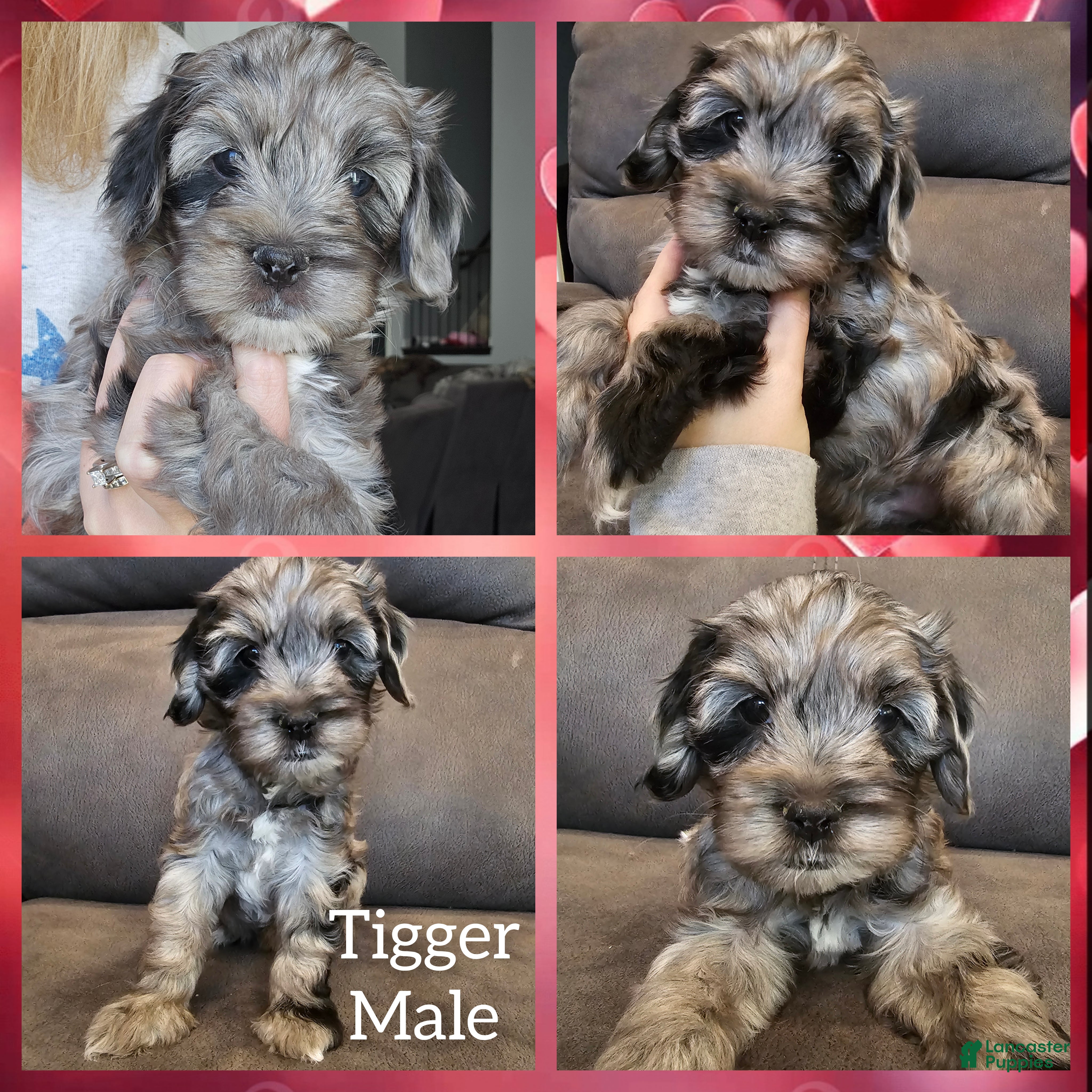 Cockapoo dogs for sale: Tigger - Ad 1