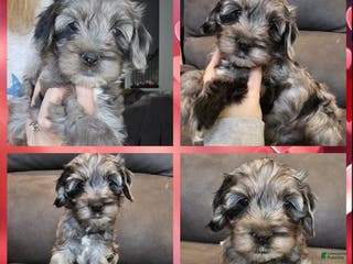 Cockapoo dogs for sale: Tigger - Ad 1