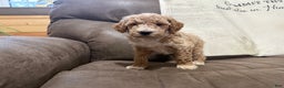 Miniature Poodle dogs for sale: Tucker - Ad 8