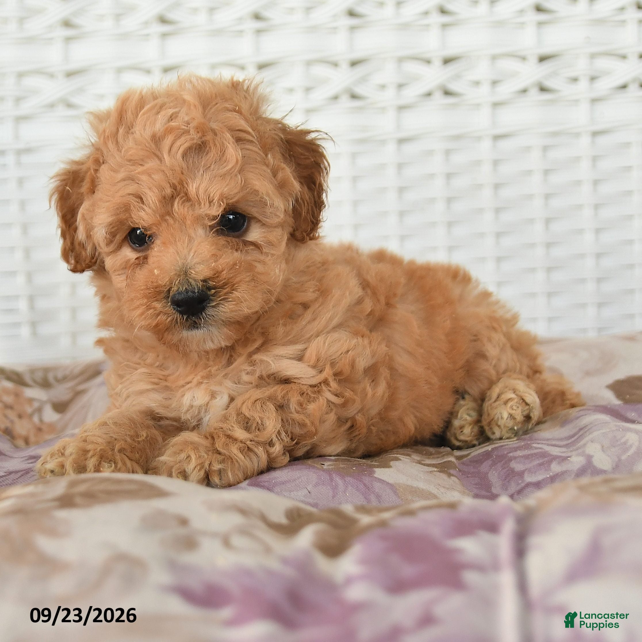 Miniature Poodle dogs Dolly - Ad 2