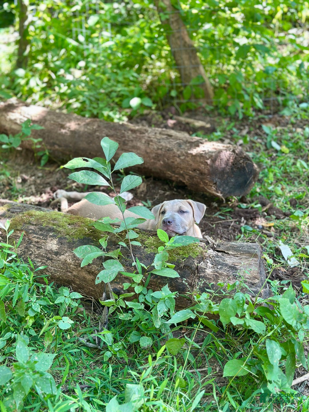 Mixed Breed dogs for sale: Whiley (Why-Lee) - Ad 8