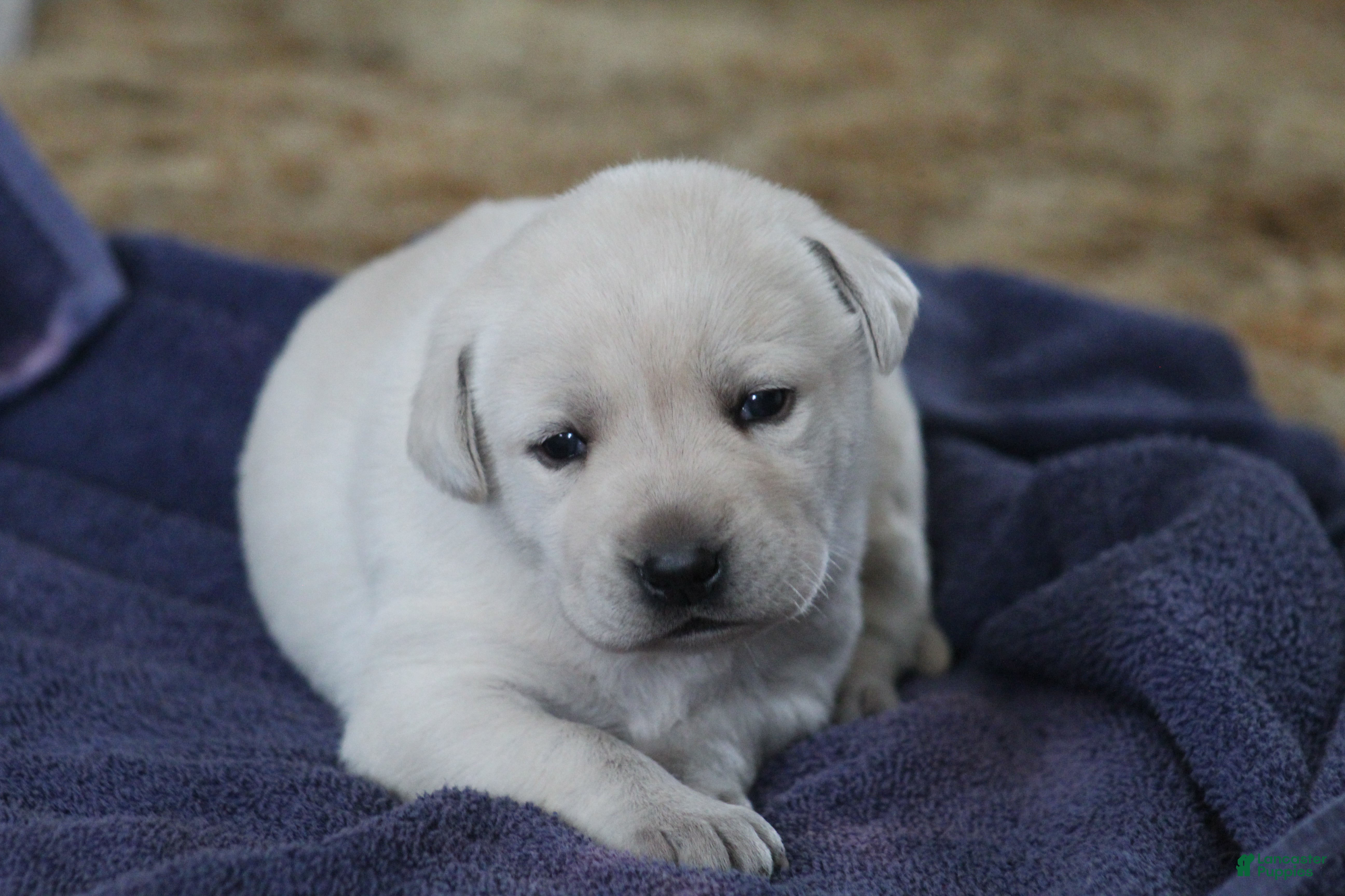 Labrador Retriever dogs Labrador Retriever Puppy 1 - Ad 1