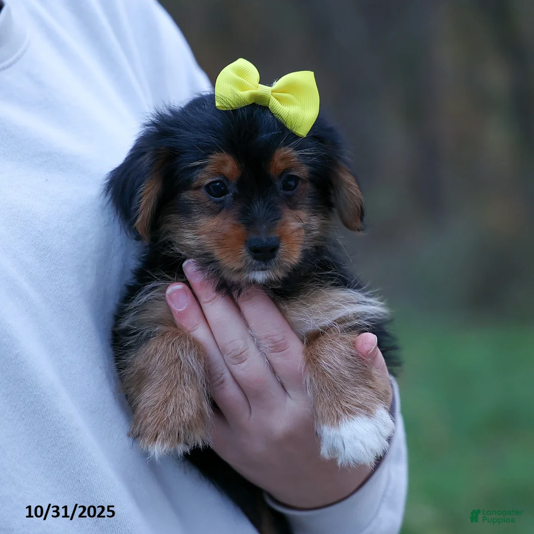 Yorkshire Terrier dogs for sale: Winston - Ad 7