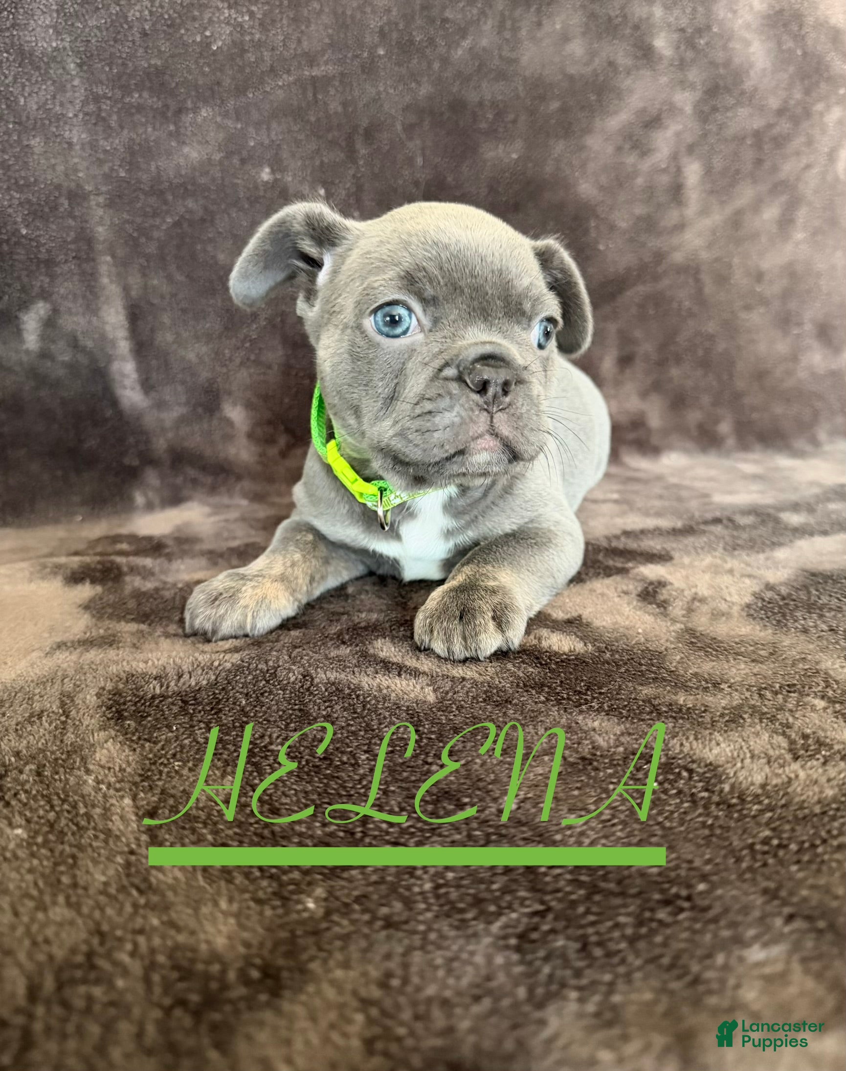 French Bulldog dogs French Bulldog 4 - Ad 2