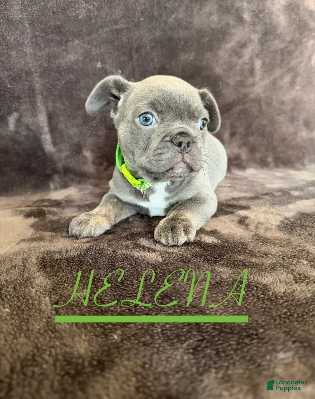 French Bulldog dogs for sale: French Bulldog 4 - Ad 2