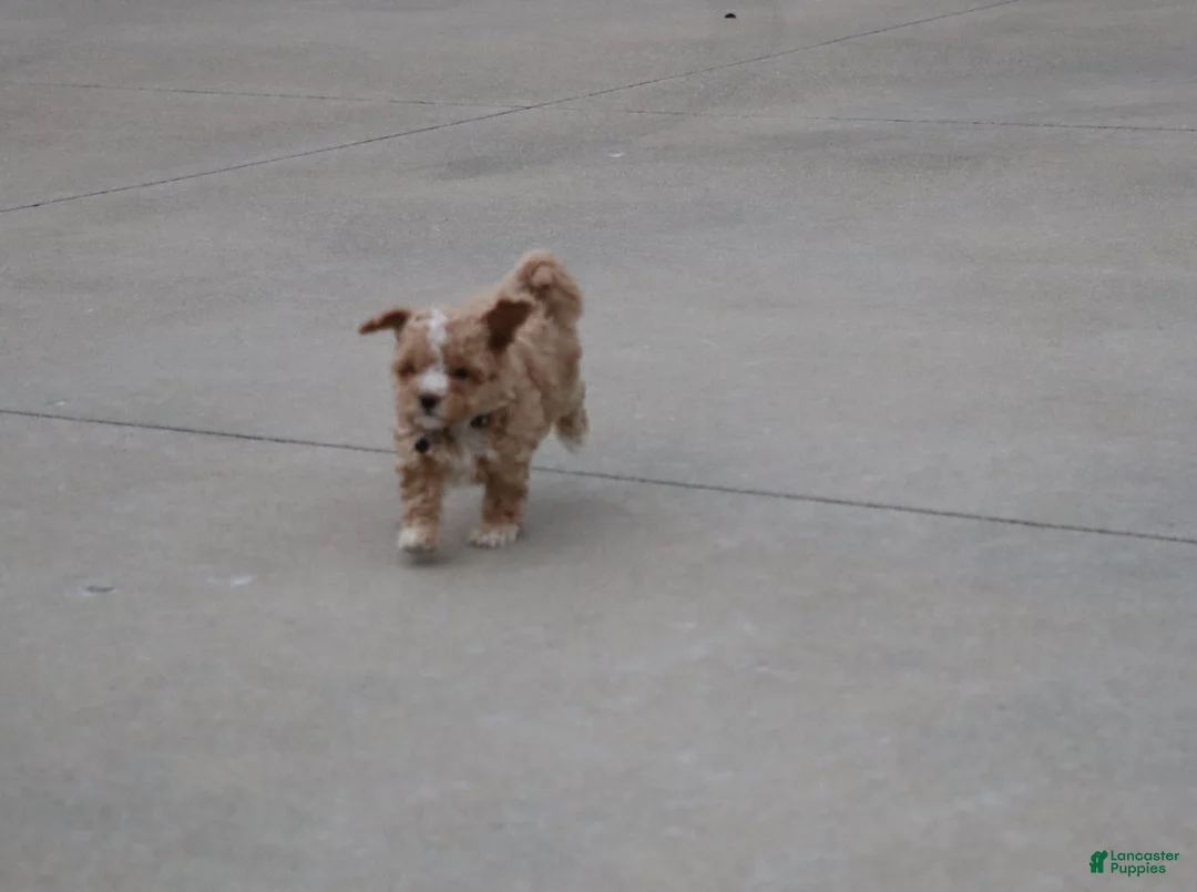 Havapoo dogs for sale: Zoey 🌷 Toy/Minature - Ad 2