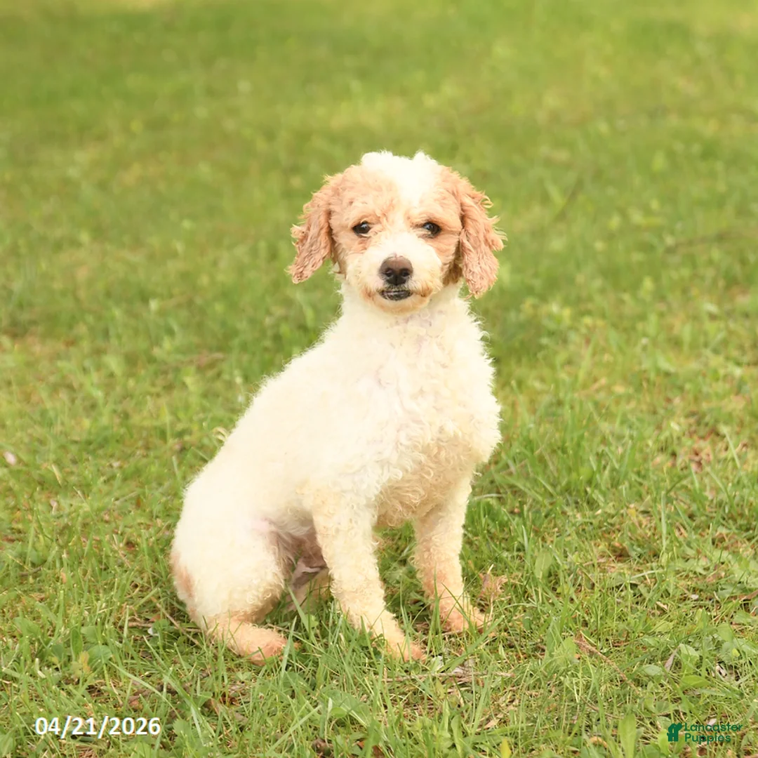 Toy Poodle dogs for sale: Bobby - Ad 2