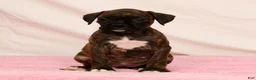 Boxer dogs for sale: Shadow - Ad 6