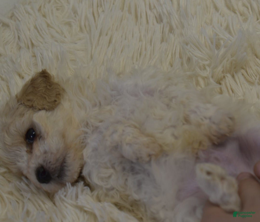 Miniature Poodle dogs for sale: Matt - Ad 8