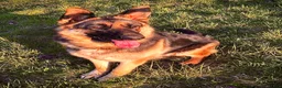German Shepherd dogs for sale: German Shepherd Puppy 1 - Ad 5