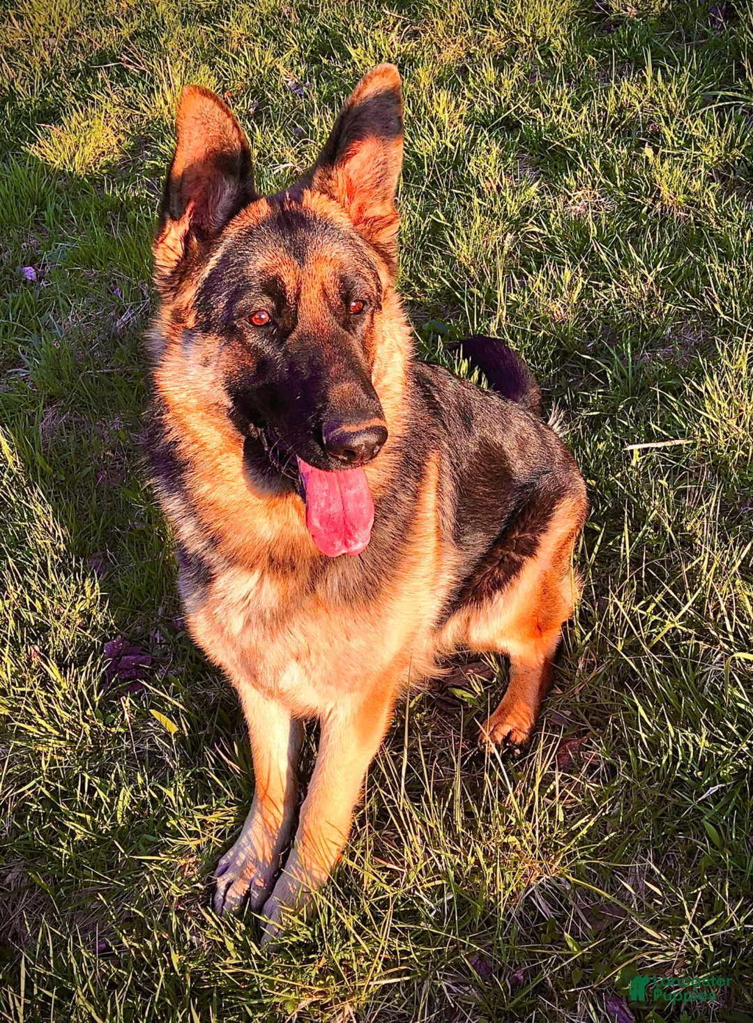 German Shepherd dogs for sale: German Shepherd Puppy 1 - Ad 5