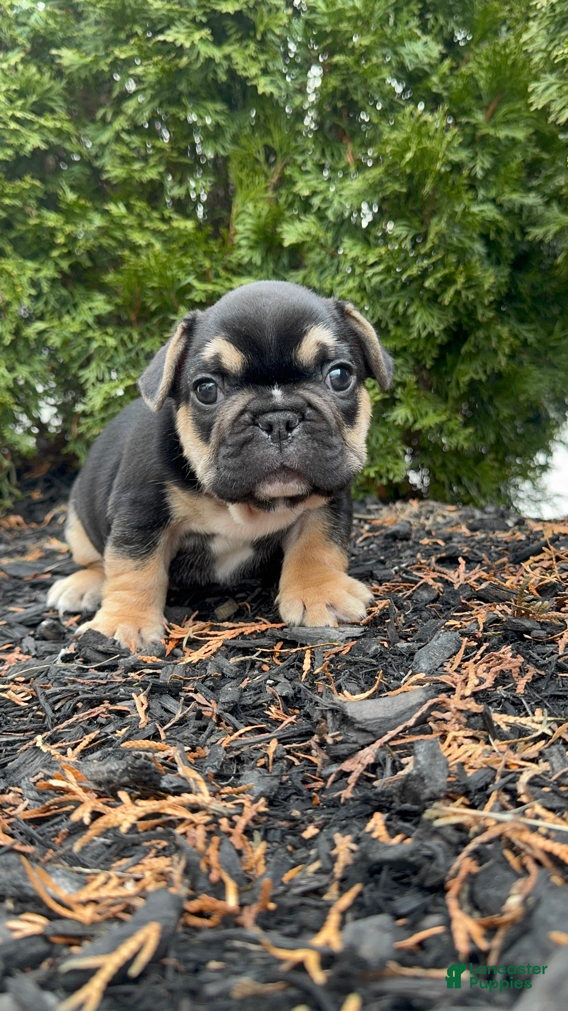 French Bulldog dogs Carl - Ad 1