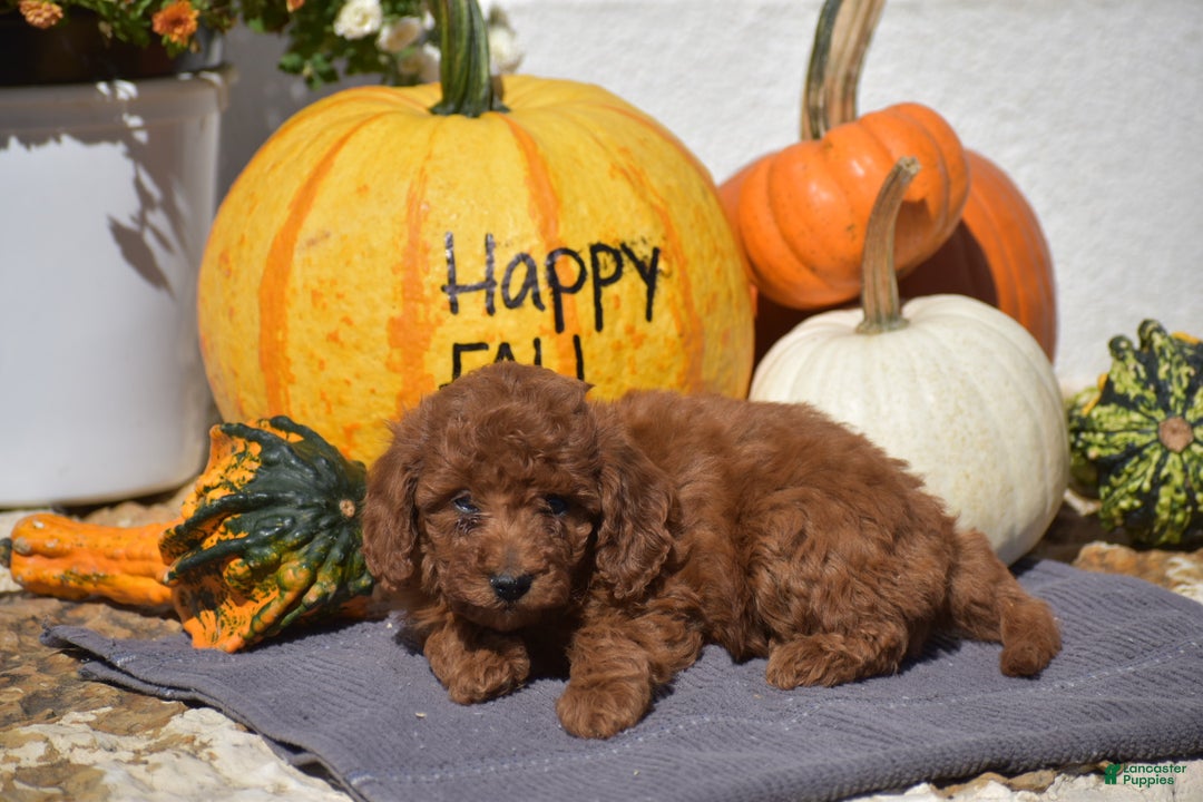 Toy Poodle dogs for sale: Taylor - Ad 13