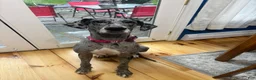 Mixed Breed dogs for sale: Brown  - Ad 4