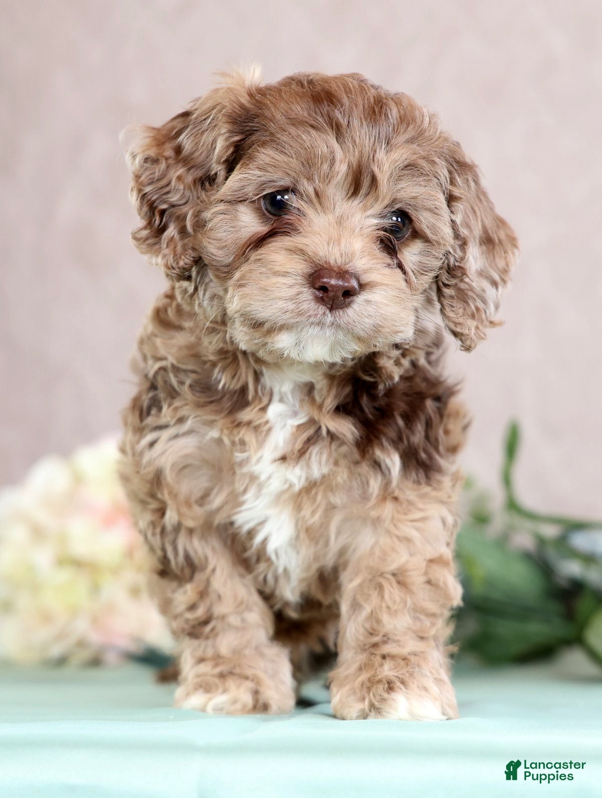 Cockapoo dogs Leo - Ad 2