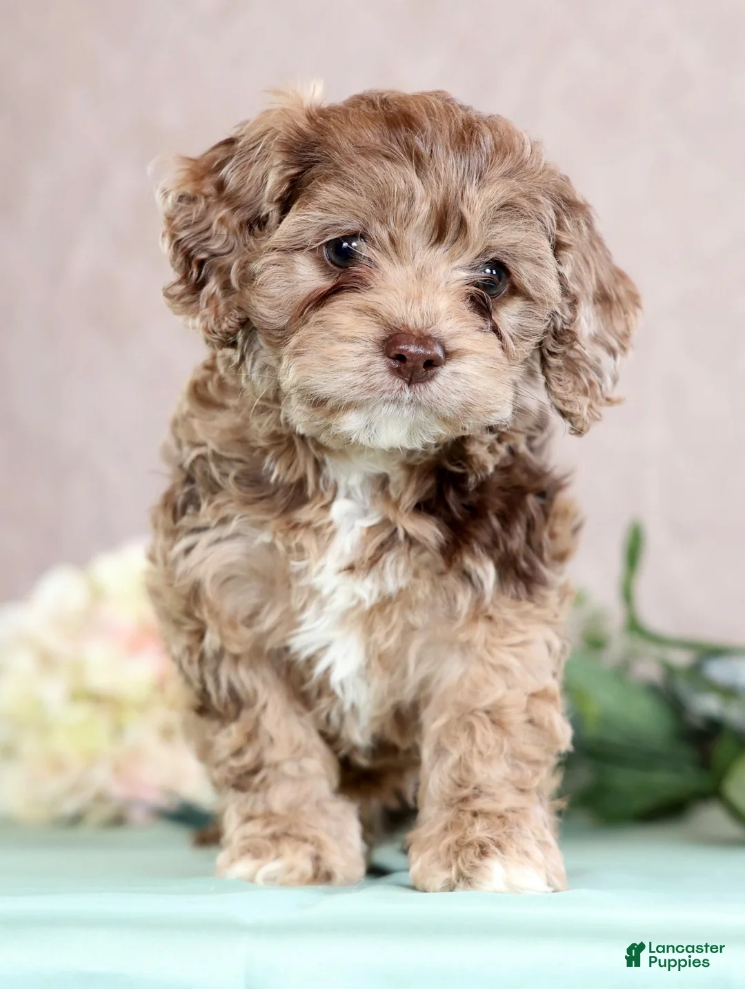 Cockapoo dogs for sale: Leo - Ad 2