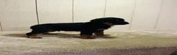 Rottweiler dogs for sale: Rottweiler 1 - Ad 5