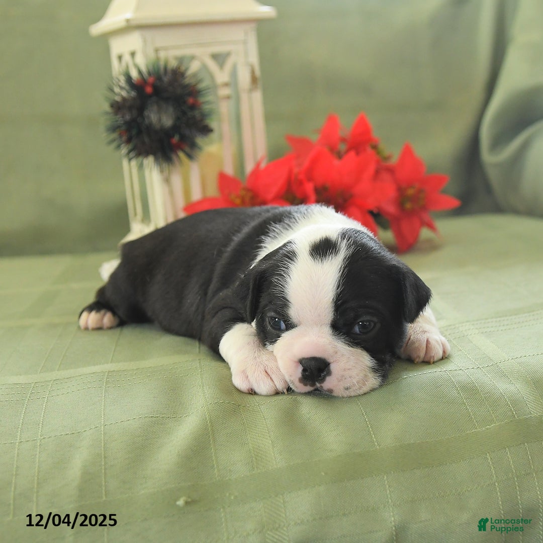 Boston Terrier dogs for sale: Jingles - Ad 5