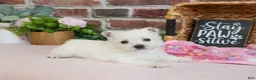 West Highland Terrier dogs for sale: Bonnie - Ad 1